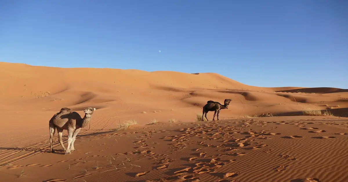 Desierto del Sáhara Belleza y diversidad