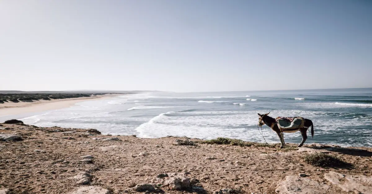 Qué hacer en Sidi Kaouki, Marruecos