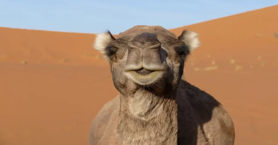 Excursion en Camello y noche en el Desierto Merzouga