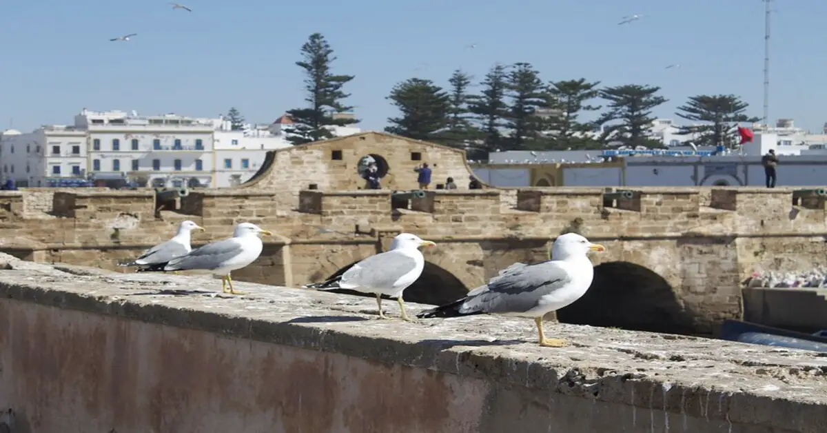 18 curiosità sul Marocco