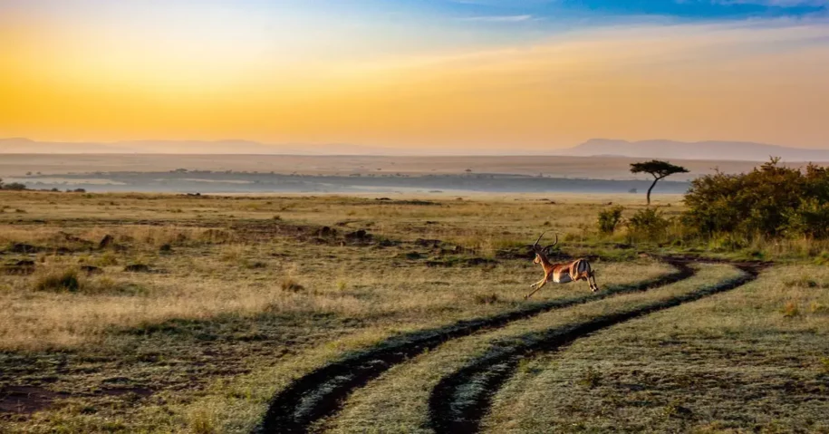 Quanto costa un visto turistico per il Kenya?