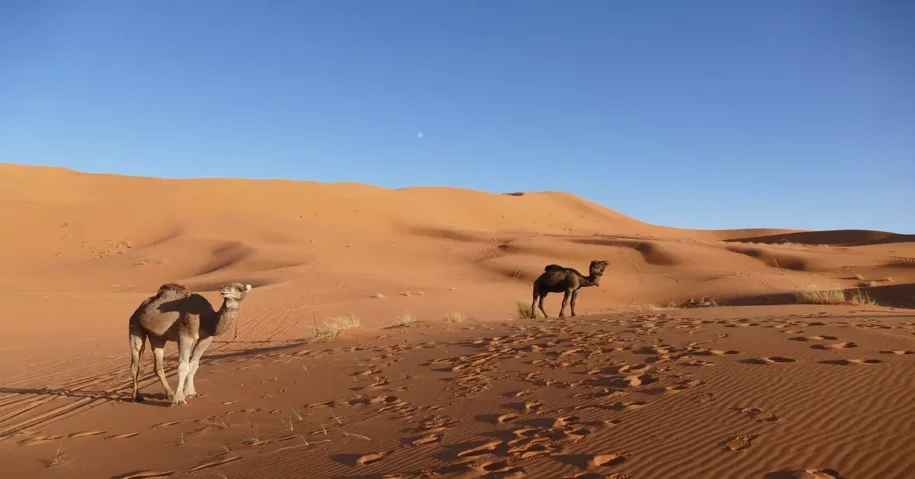 Bellezza e diversità del deserto del Sahara