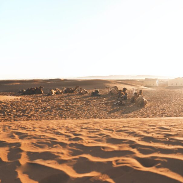 Tour di 2 giorni nel deserto di Zagora da Marrakech