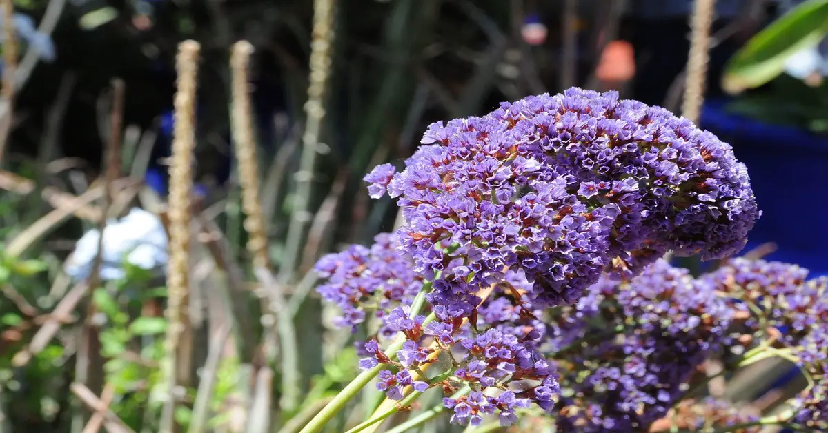 Le 10 cose da fare ai Giardini Majorelle