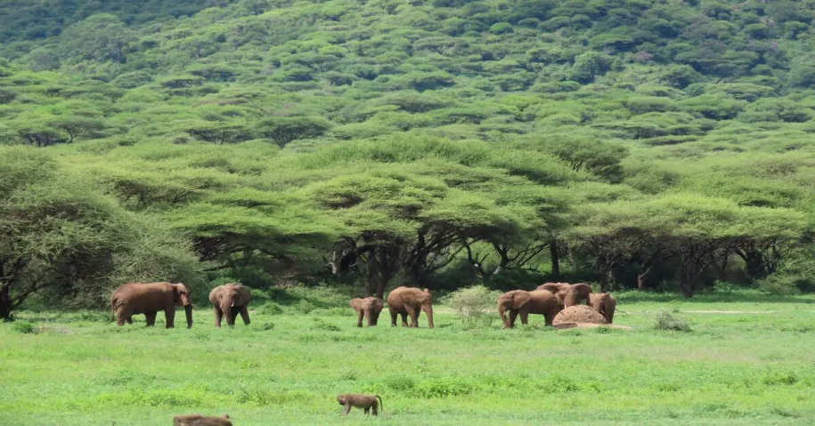 Viaggio in Tanzania