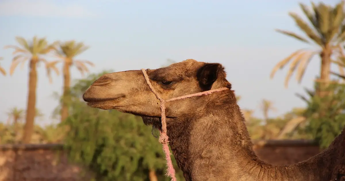 Camel rides in Marrakech